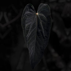 Anthurium #MidnightTequila '1'