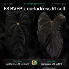 Anthurium (pap FS x BVEP) x (carladress x RLself)