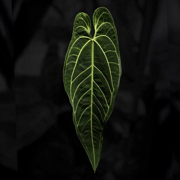 Anthurium warocqueanum