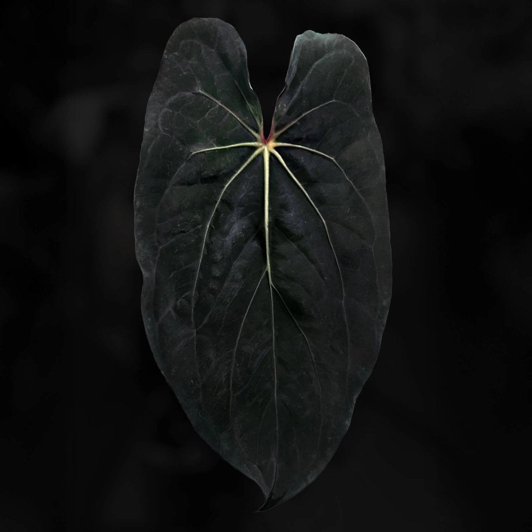 Anthurium [(carla x dress) x (pap 'RL' s1)] '4'