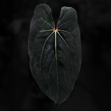 Anthurium [(carla x dress) x (pap 'RL' s1)] '4'