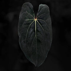 Anthurium [(carla x dress) x (pap 'RL' s1)] '4'