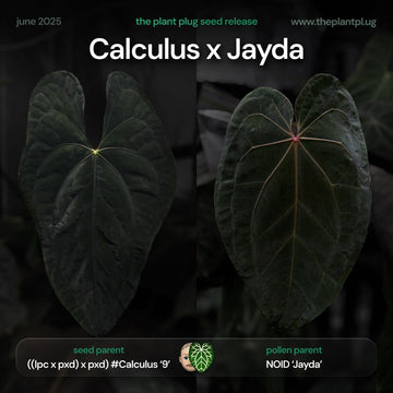 Anthurium 'Calculus' x 'Jayda'