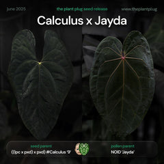 Anthurium 'Calculus' x 'Jayda'