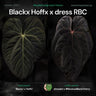 Anthurium Blackx Hoffx x dressleri RBC