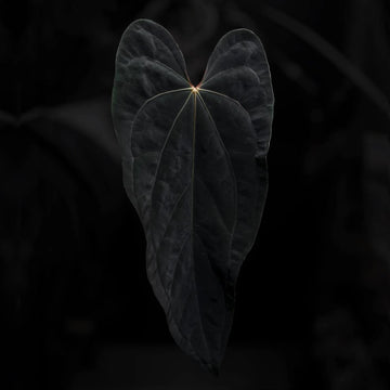 Anthurium 'Midnight Velvet' x 'Sanguineum'