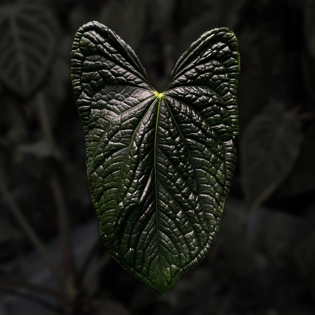 Anthurium luxurians