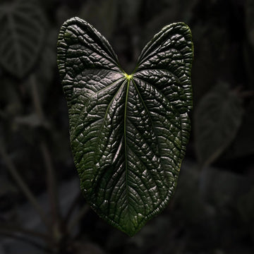 Anthurium luxurians