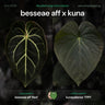 Anthurium besseae aff x kunayalense