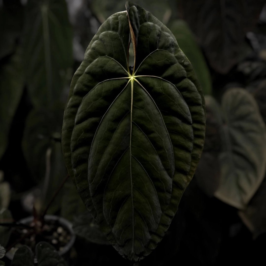 Anthurium papillilaminum x dressleri 'JS' f1