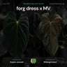 Anthurium forg dress x #MidnightVelvet