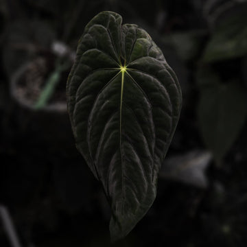 Anthurium papillilaminum x dressleri ex. JS s1
