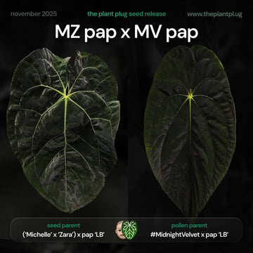 Anthurium Michelle Zara pap x Midnight Velvet pap