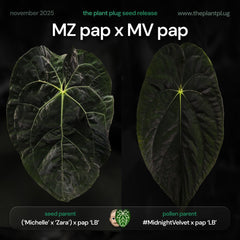 Anthurium Michelle Zara pap x Midnight Velvet pap