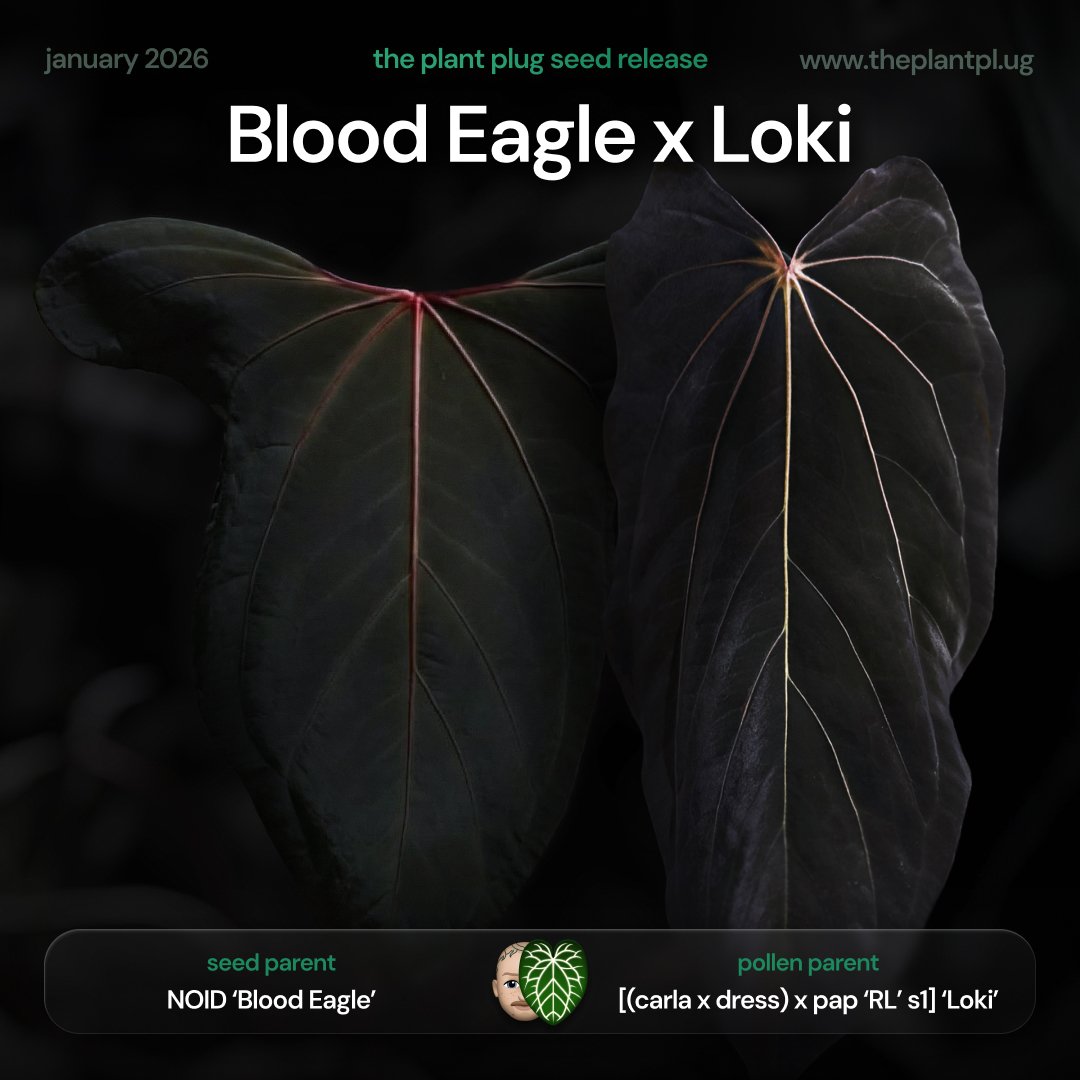 Anthurium Blood Eagle x Loki