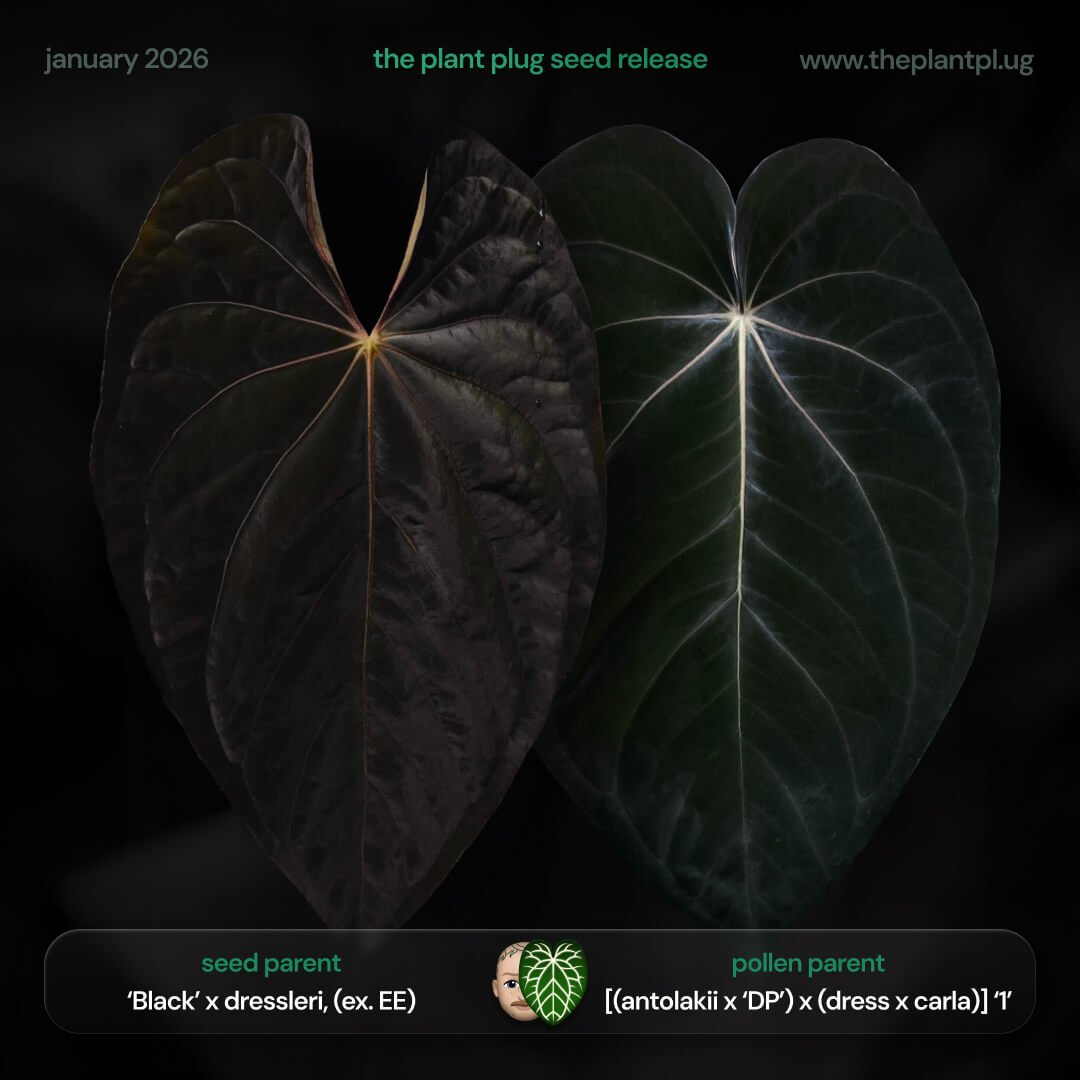 Anthurium (Black x dress) x (antolakii DP x dress carla)