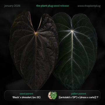 Anthurium (Black x dress) x (antolakii DP x dress carla)