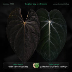 Anthurium (Black x dress) x (antolakii DP x dress carla)