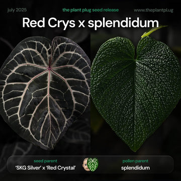 Anthurium Red Crystal x splendidum