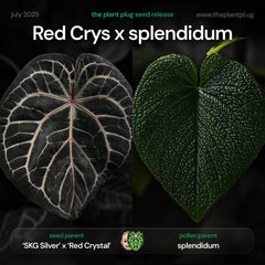 Anthurium Red Crystal x splendidum