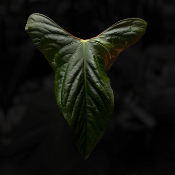Anthurium papillilaminum x ochranthum