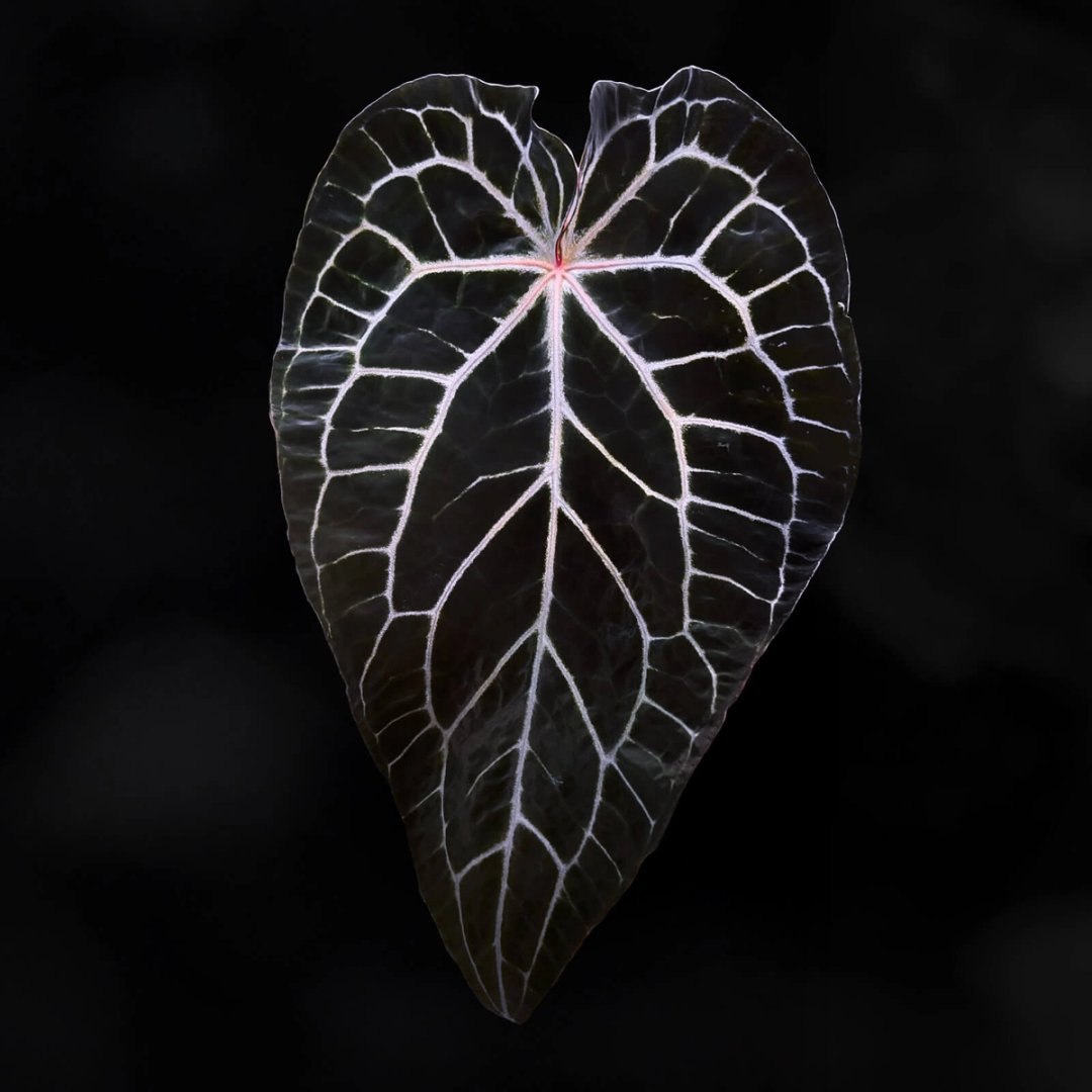 Anthurium crystallinum 'Chocolate' x 'Red Crystallinum'