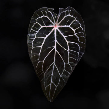Anthurium crystallinum 'Chocolate' x 'Red Crystallinum'