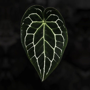 Anthurium crystallinum ex. Antioquia