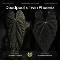 Anthurium Deadpool x Twin Phoenix