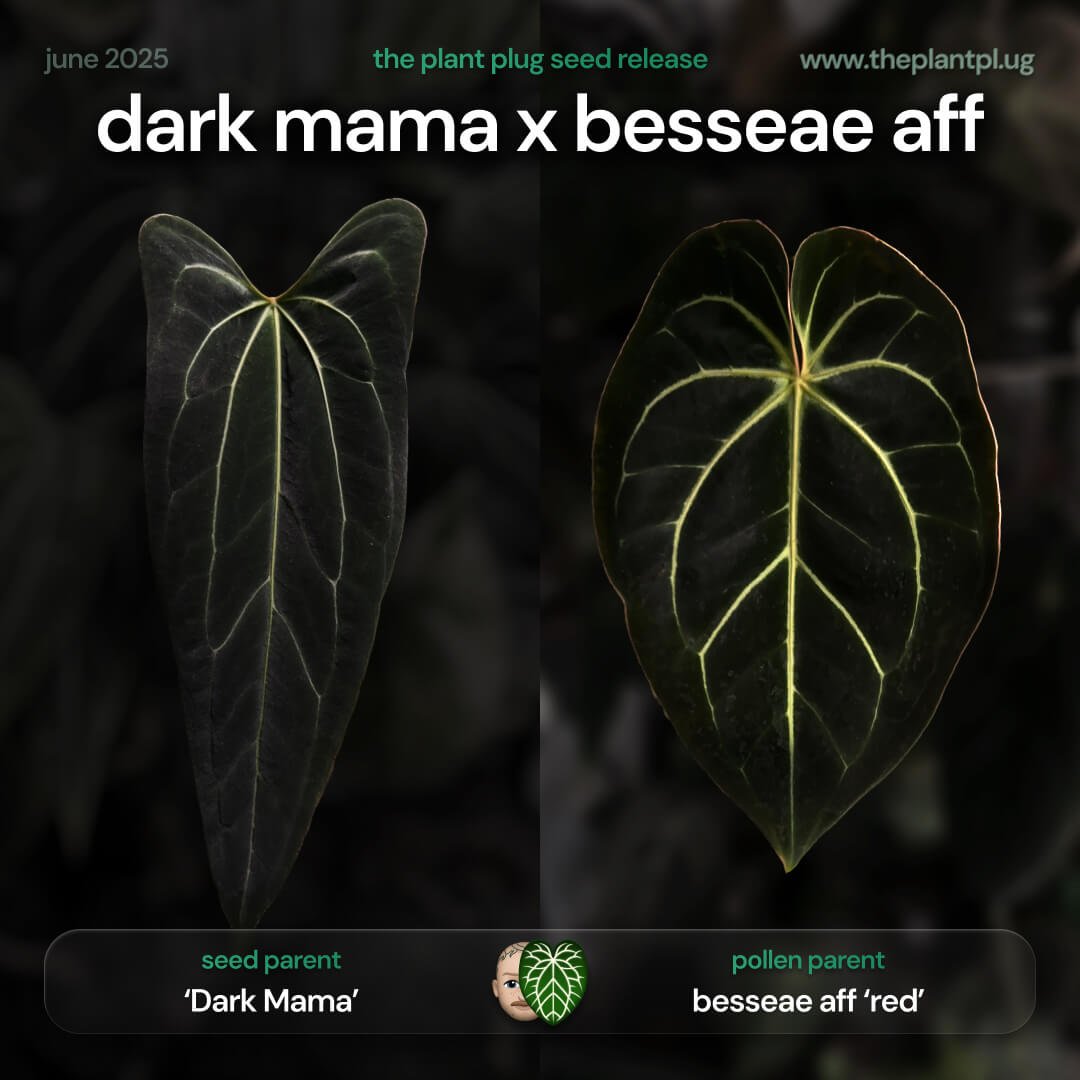 Anthurium Dark Mama x besseae aff