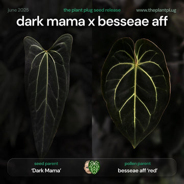 Anthurium Dark Mama x besseae aff