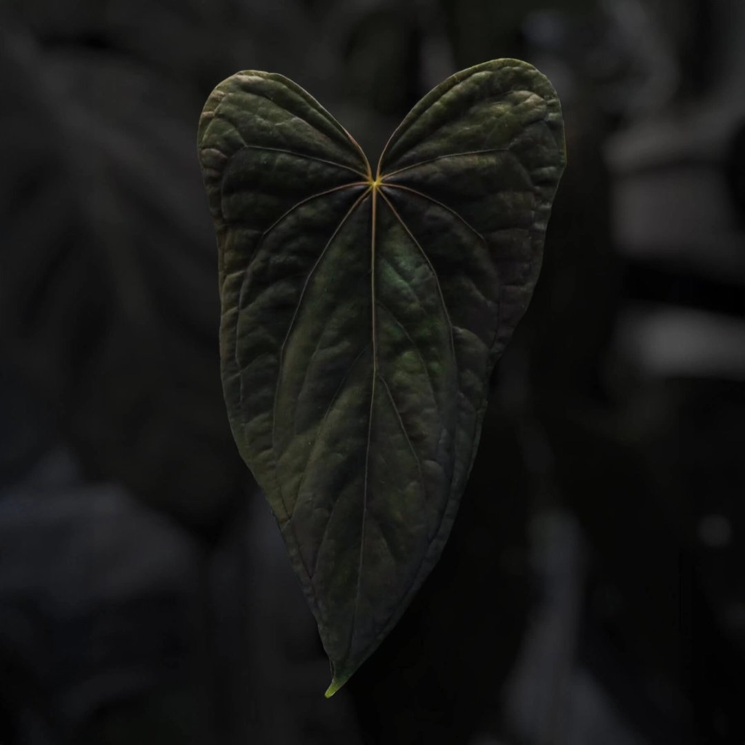 Anthurium #TwinPhoenix 'Wide'