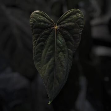 Anthurium #TwinPhoenix 'Wide'