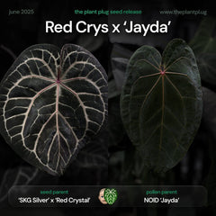 Anthurium Red Crystal x 'Jayda'