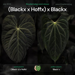 Anthurium (Blackx x Hoffx) x Blackx