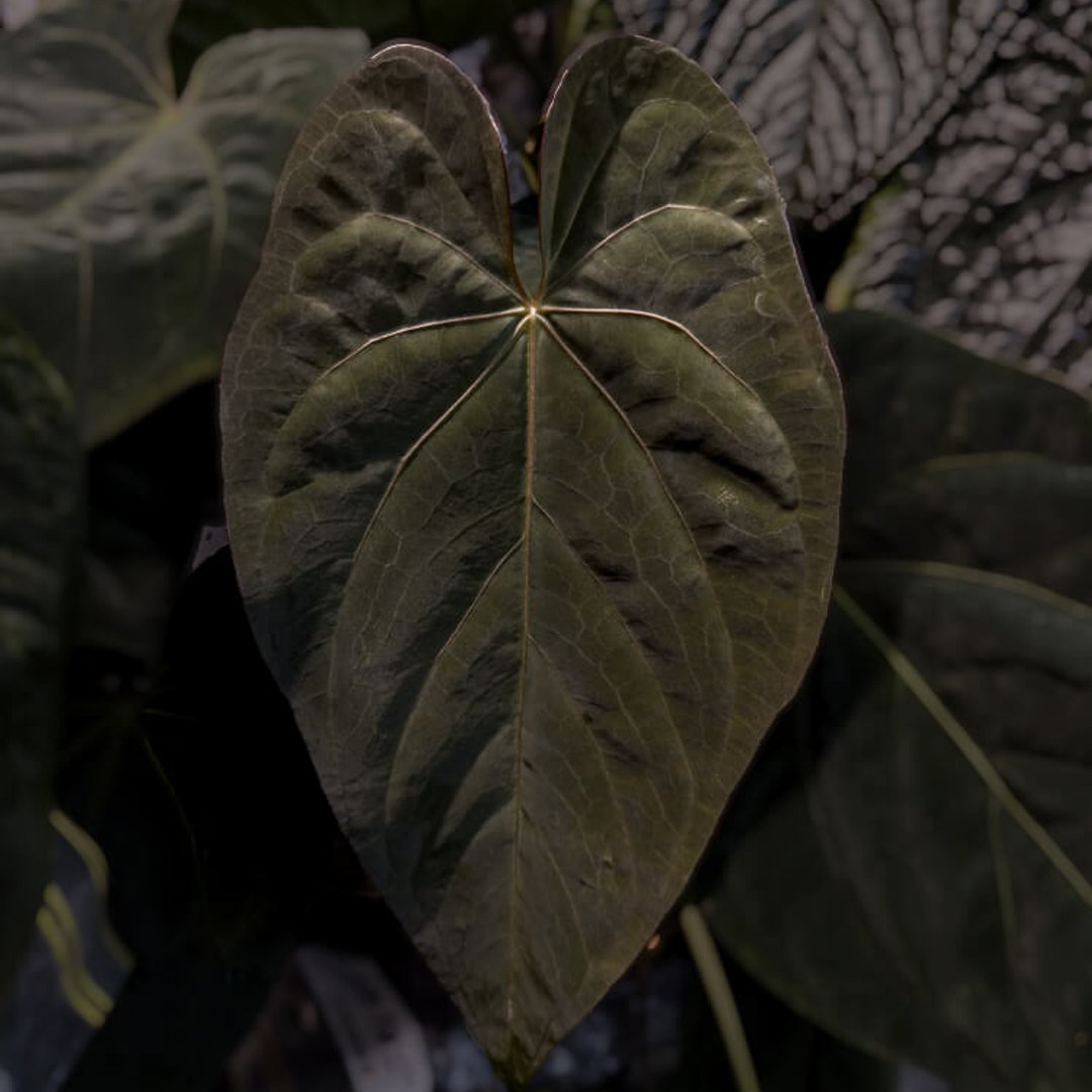 Anthurium #BlackCherry 'Red'