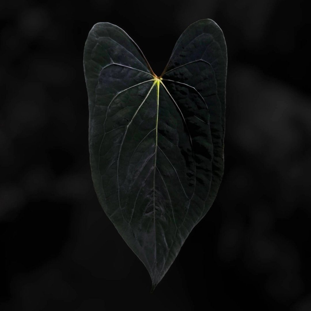 Anthurium pap x pap carla '1'
