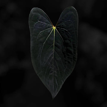 Anthurium pap x pap carla '1'