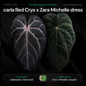 Anthurium (carlablackiae x 'Red Crystal') x [('Zara' x 'Michelle') x dressleri]