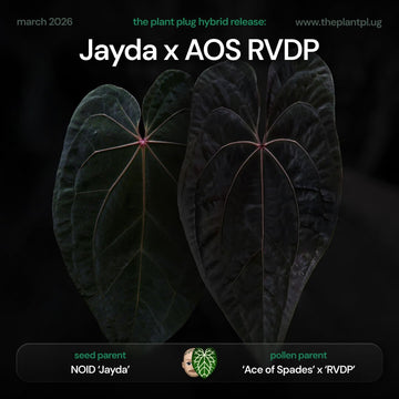 Anthurium 'Jayda' x ('Ace of Spades' x 'RVDP')