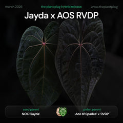Anthurium 'Jayda' x ('Ace of Spades' x 'RVDP')