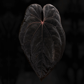 Anthurium dressleri x #ReverseBlackCherry