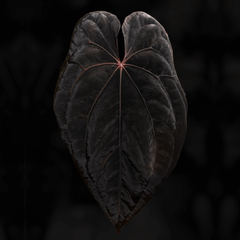 Anthurium dressleri x #ReverseBlackCherry