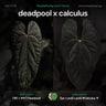 Anthurium 'Deadpool' x 'Calculus'