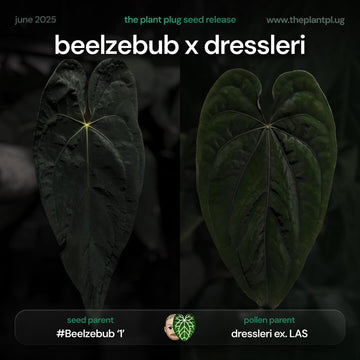 Anthurium Beelzebub '1' x dressleri