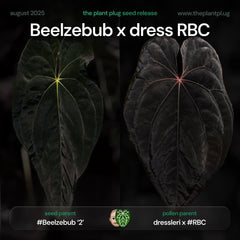 Anthurium Beelzebub x dress RBC