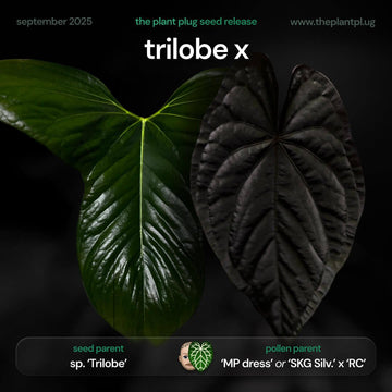 Anthurium Trilobe x MP dress (or) SKG SIlver RC