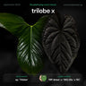 Anthurium Trilobe x MP dress (or) SKG SIlver RC
