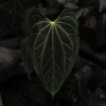 Anthurium 'Black' hybrid
