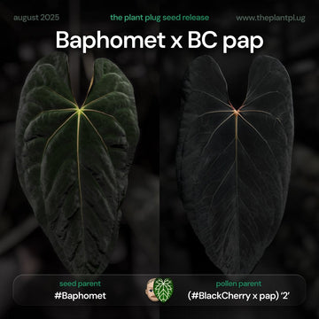 Anthurium Baphomet x BC pap